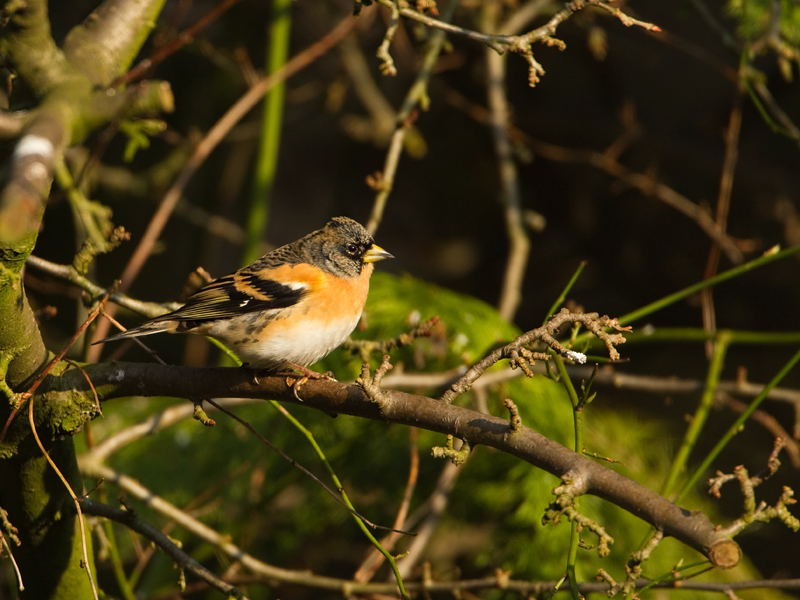 Fringilla montifringilla Keep Brambling